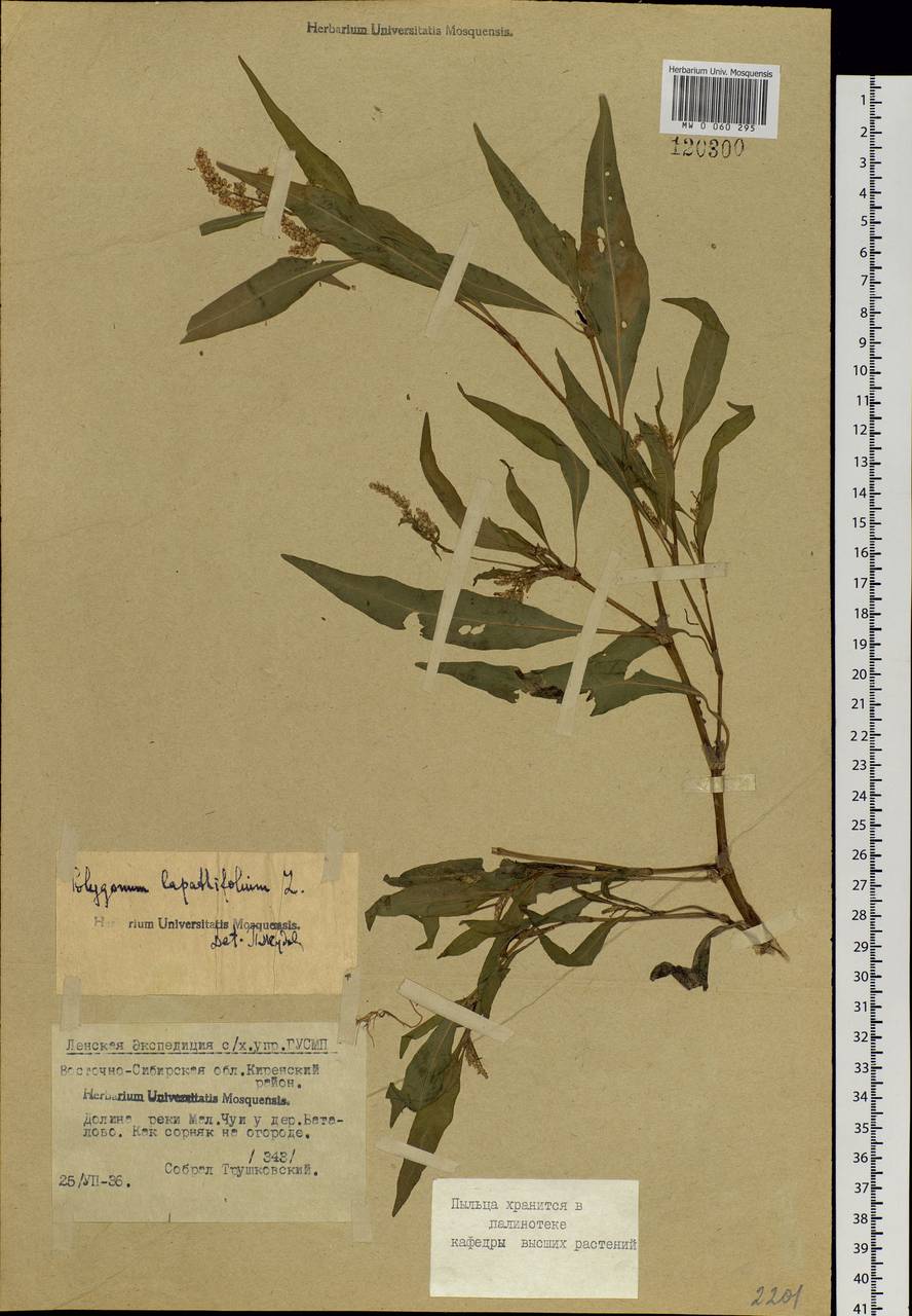 Persicaria lapathifolia (L.) Gray, Siberia, Baikal & Transbaikal region (S4) (Russia)