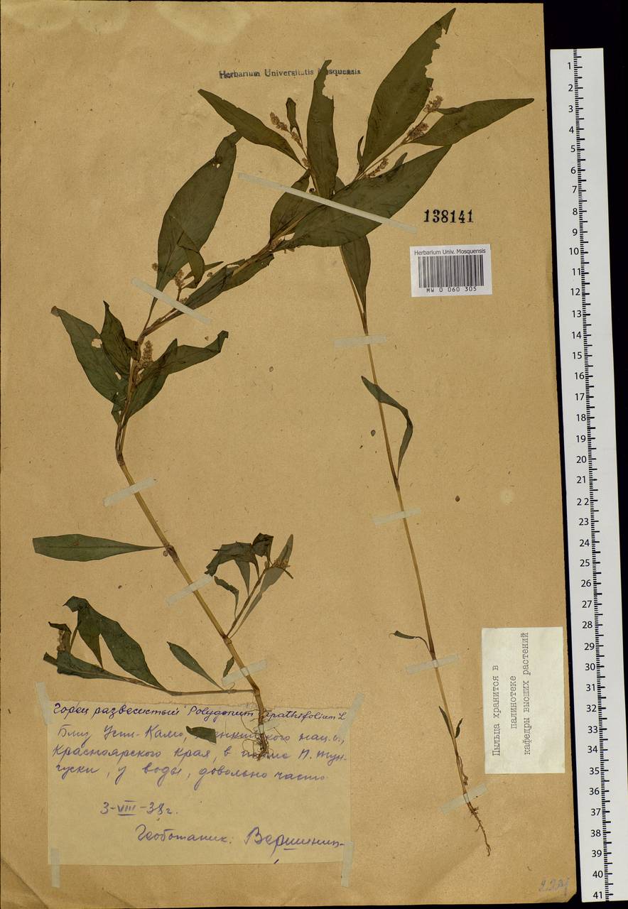 Persicaria lapathifolia (L.) Gray, Siberia, Central Siberia (S3) (Russia)
