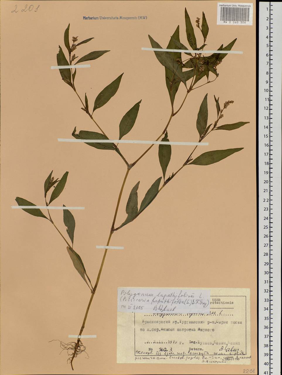 Persicaria lapathifolia (L.) Gray, Siberia, Central Siberia (S3) (Russia)