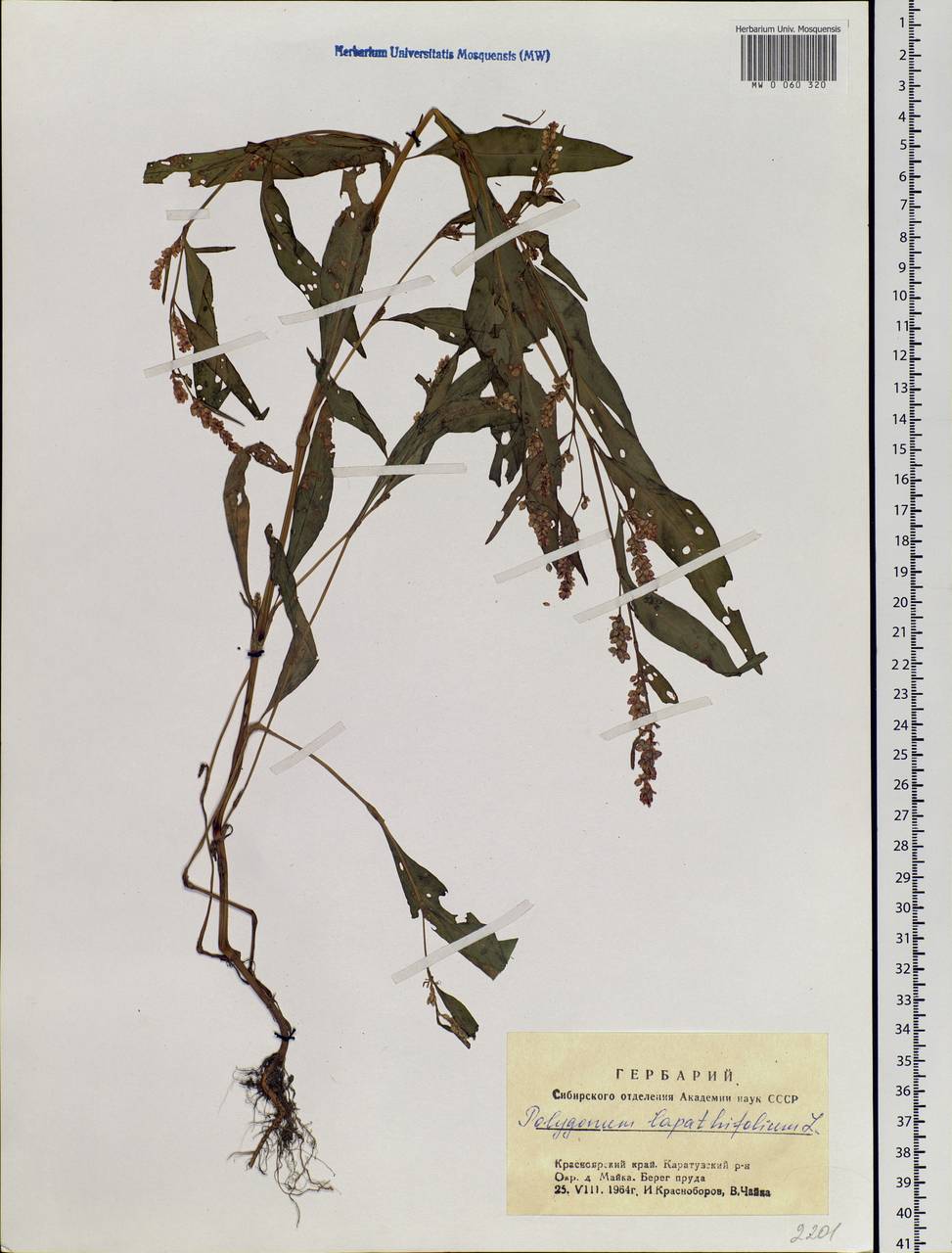 Persicaria lapathifolia (L.) Gray, Siberia, Altai & Sayany Mountains (S2) (Russia)
