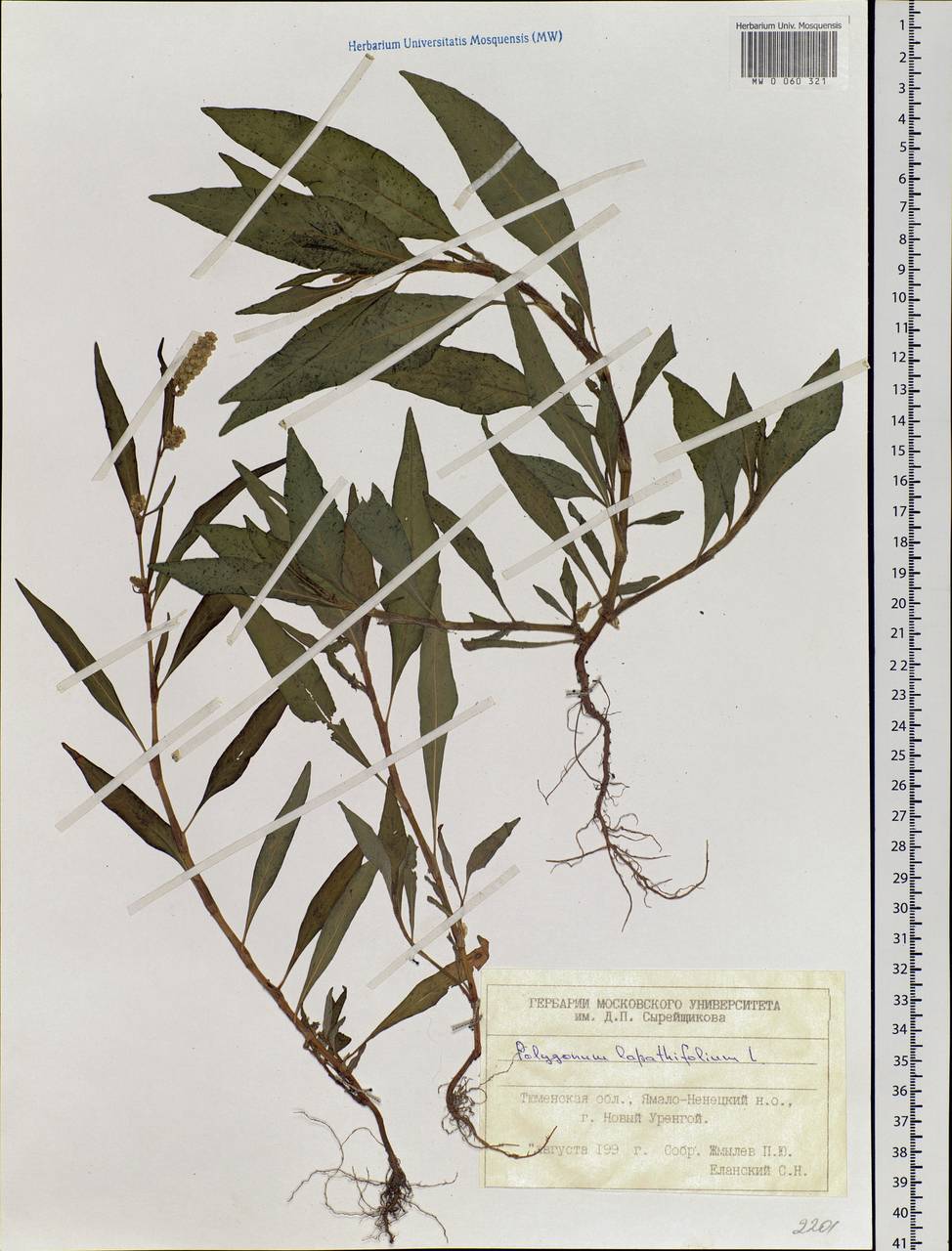 Persicaria lapathifolia (L.) Gray, Siberia, Western Siberia (S1) (Russia)