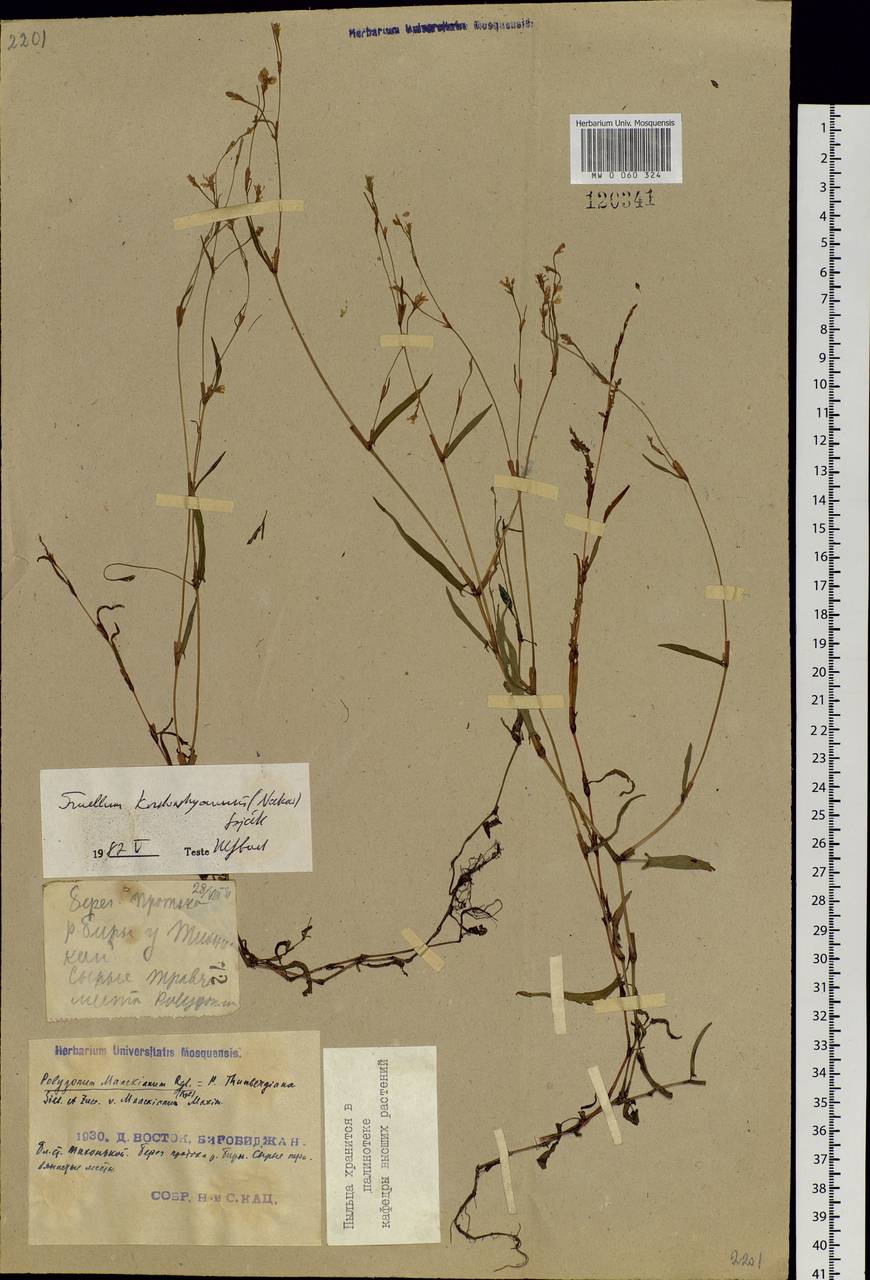 Persicaria hastatosagittata (Makino) Nakai ex Mori, Siberia, Russian Far East (S6) (Russia)