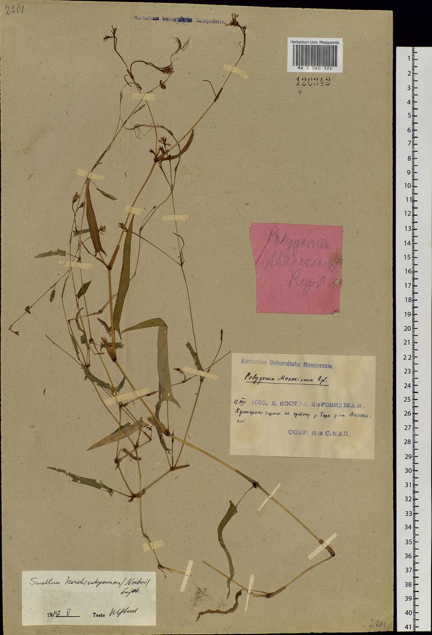 Persicaria hastatosagittata (Makino) Nakai ex Mori, Siberia, Russian Far East (S6) (Russia)