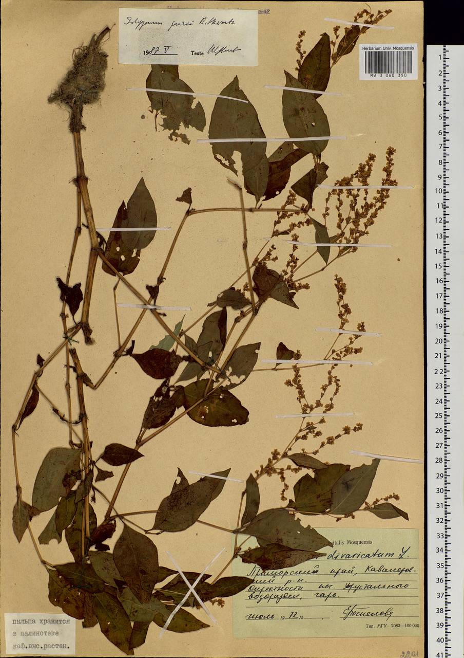 Koenigia jurii (A. K. Skvortsov) T. M. Schust. & Reveal, Siberia, Russian Far East (S6) (Russia)