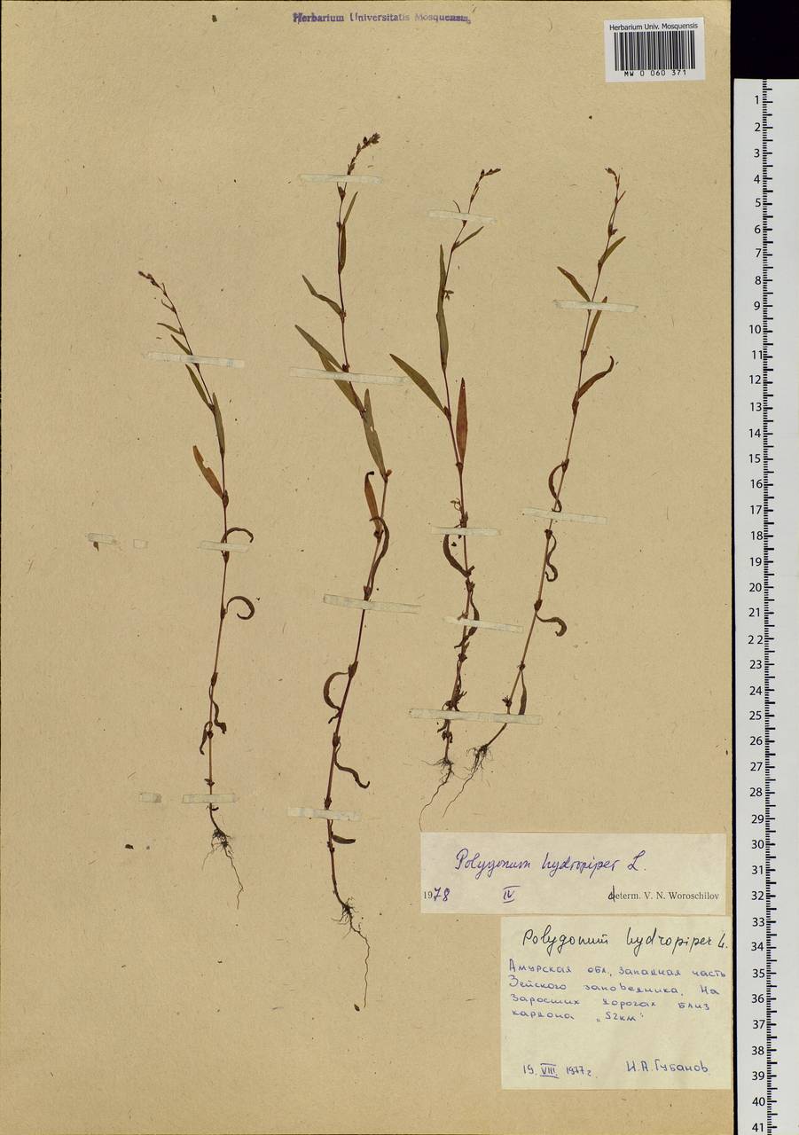Persicaria hydropiper (L.) Spach, Siberia, Russian Far East (S6) (Russia)