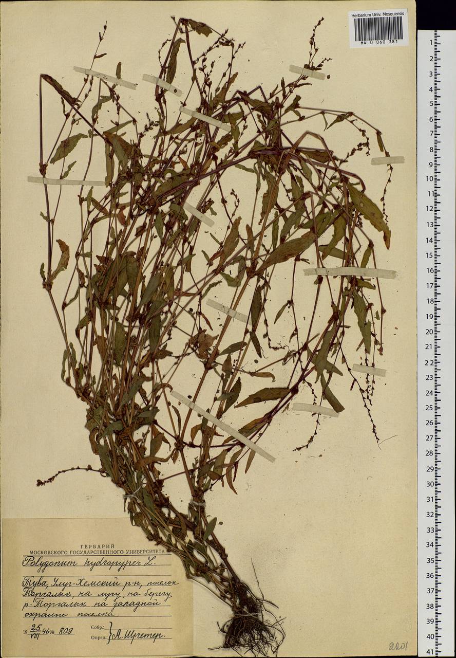 Persicaria hydropiper (L.) Spach, Siberia, Altai & Sayany Mountains (S2) (Russia)