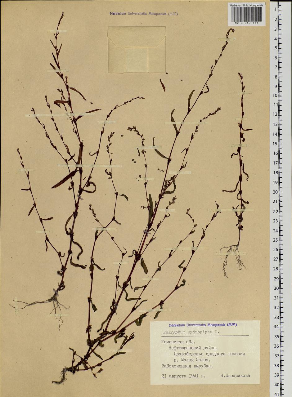 Persicaria hydropiper (L.) Spach, Siberia, Western Siberia (S1) (Russia)