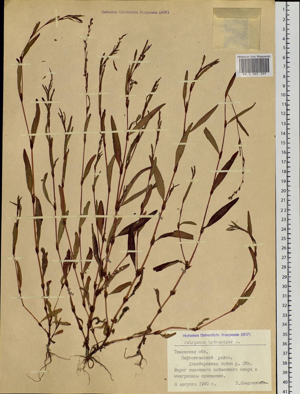 Persicaria hydropiper (L.) Spach, Siberia, Western Siberia (S1) (Russia)