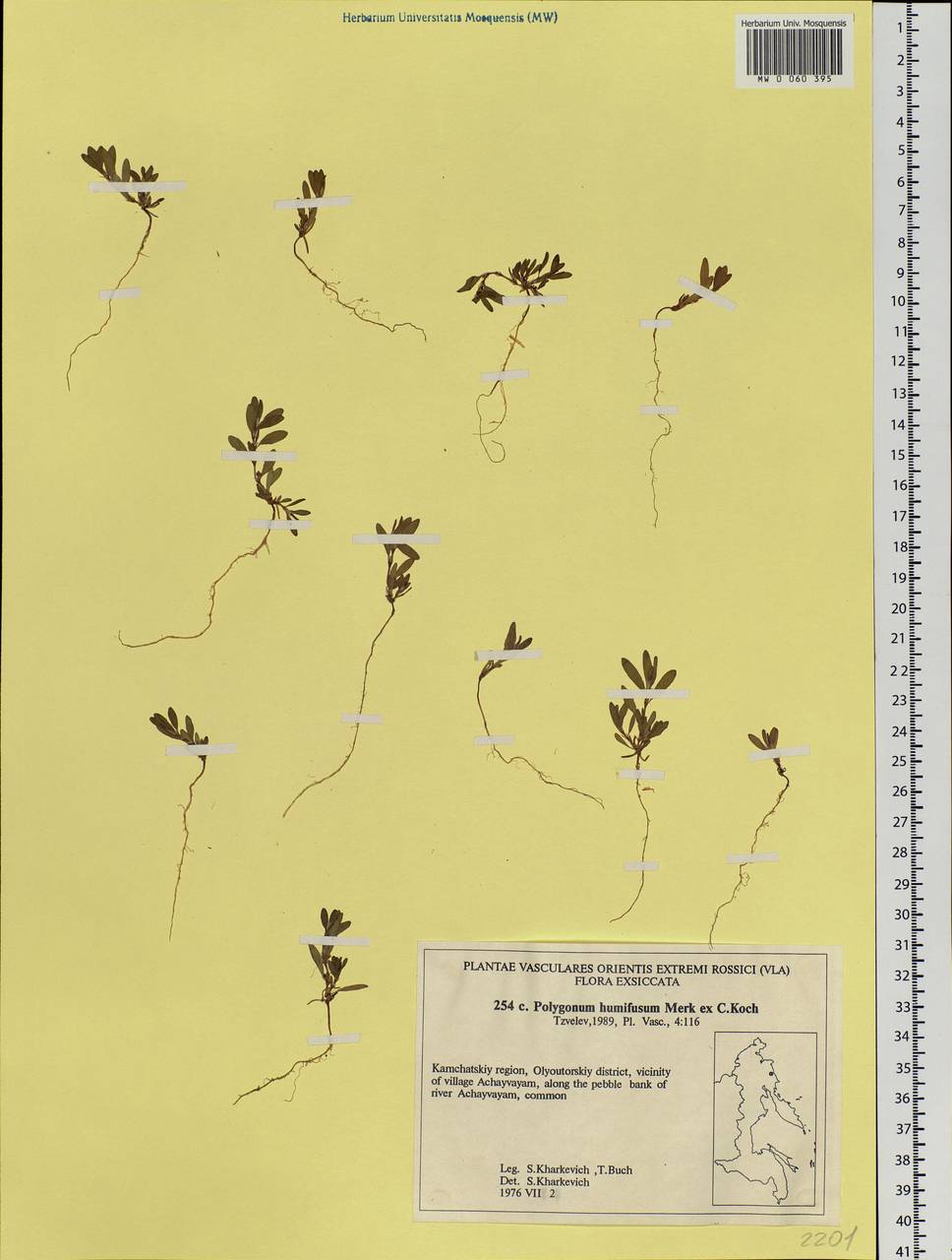 Polygonum humifusum Mert. ex K.Koch, Siberia, Chukotka & Kamchatka (S7) (Russia)