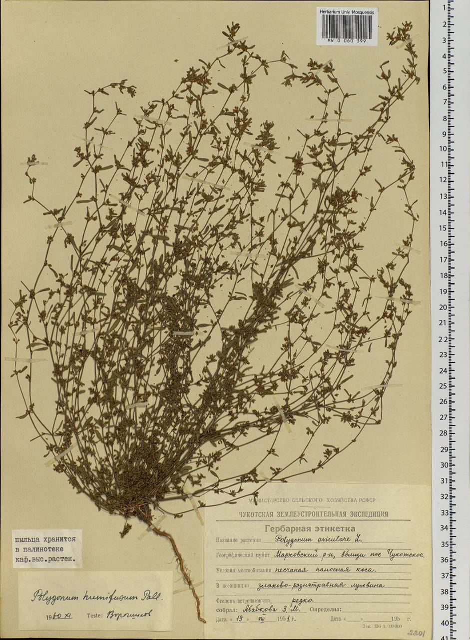Polygonum humifusum Mert. ex C. Koch, Siberia, Chukotka & Kamchatka (S7) (Russia)