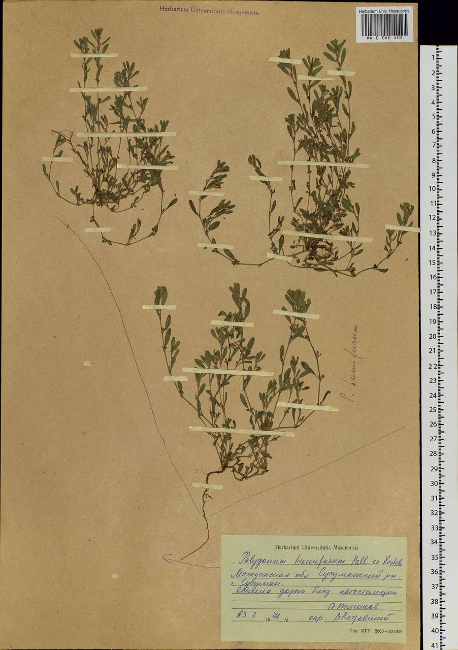 Polygonum humifusum Mert. ex C. Koch, Siberia, Chukotka & Kamchatka (S7) (Russia)