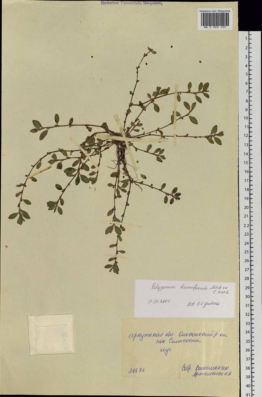 Polygonum humifusum Mert. ex C. Koch, Siberia, Baikal & Transbaikal region (S4) (Russia)