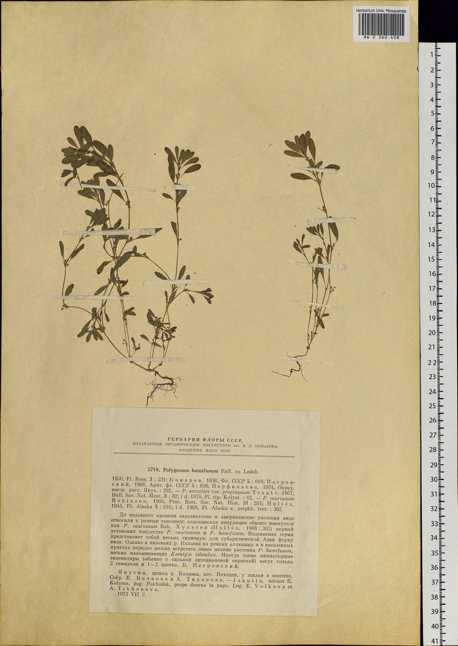 Polygonum humifusum Mert. ex K. Koch, Siberia, Yakutia (S5) (Russia)