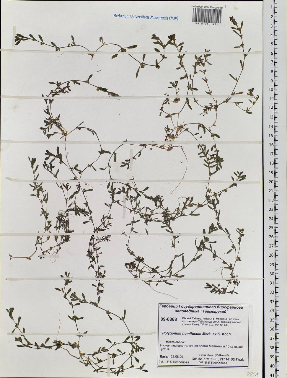 Polygonum humifusum Mert. ex K. Koch, Siberia, Central Siberia (S3) (Russia)
