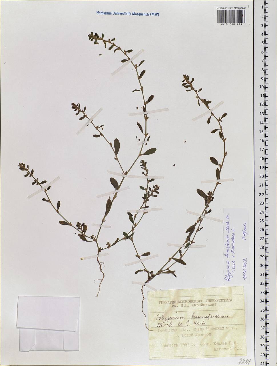 Polygonum humifusum Mert. ex K. Koch, Siberia, Western Siberia (S1) (Russia)