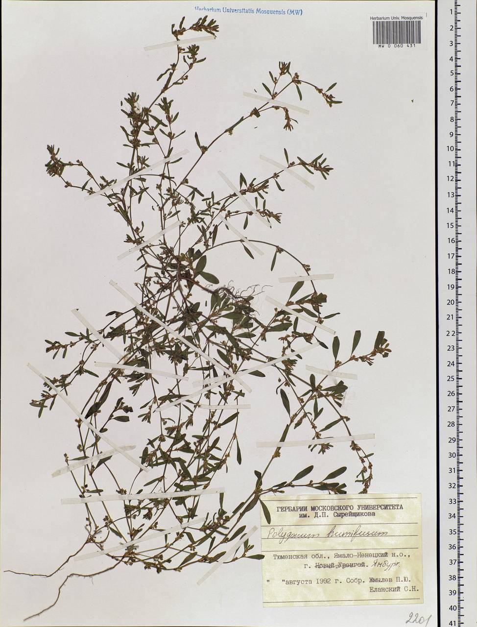 Polygonum humifusum Mert. ex K. Koch, Siberia, Western Siberia (S1) (Russia)
