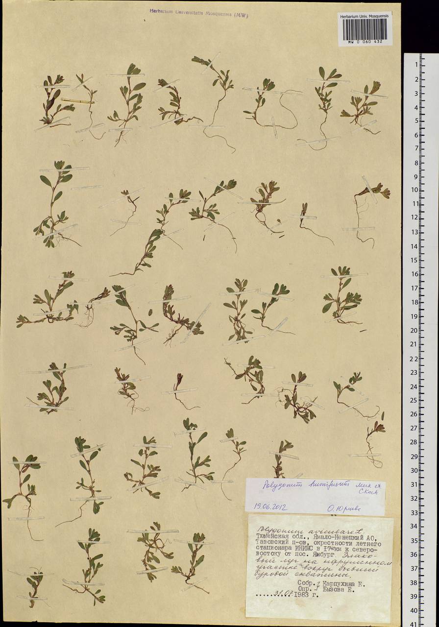 Polygonum humifusum Mert. ex C. Koch, Siberia, Western Siberia (S1) (Russia)