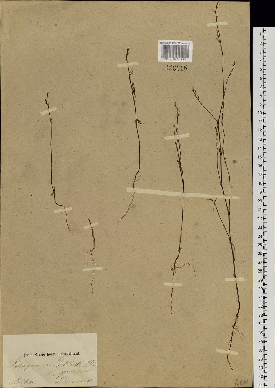 Polygonum patulum subsp. patulum, Siberia, Altai & Sayany Mountains (S2) (Russia)