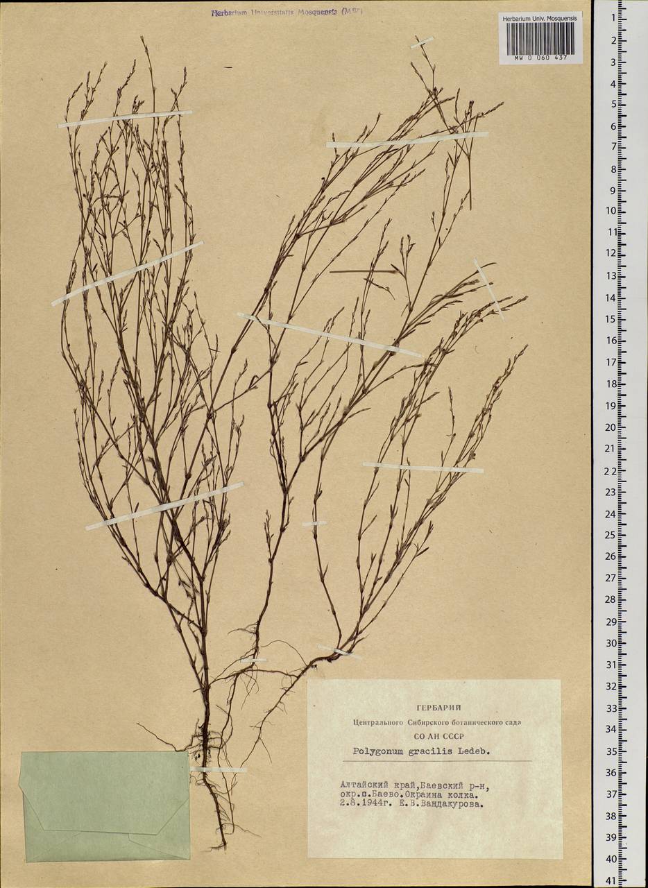 Polygonum patulum subsp. patulum, Siberia, Altai & Sayany Mountains (S2) (Russia)