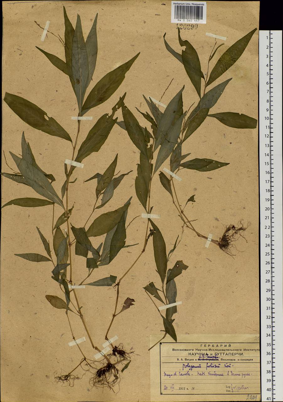 Persicaria foliosa (H. Lindb.) Kitag., Siberia, Russian Far East (S6) (Russia)