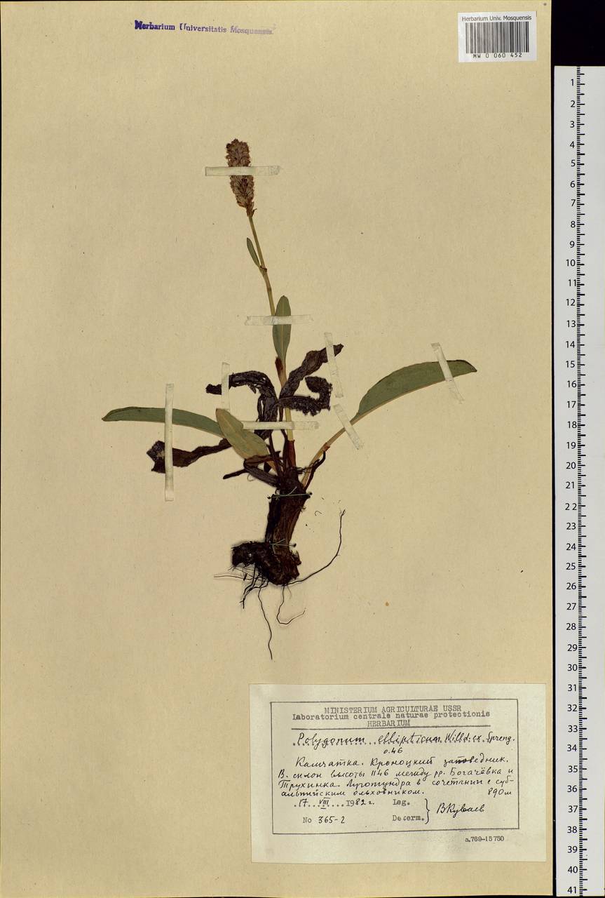 Bistorta elliptica (Willd. ex Spreng.) Kom., Siberia, Chukotka & Kamchatka (S7) (Russia)
