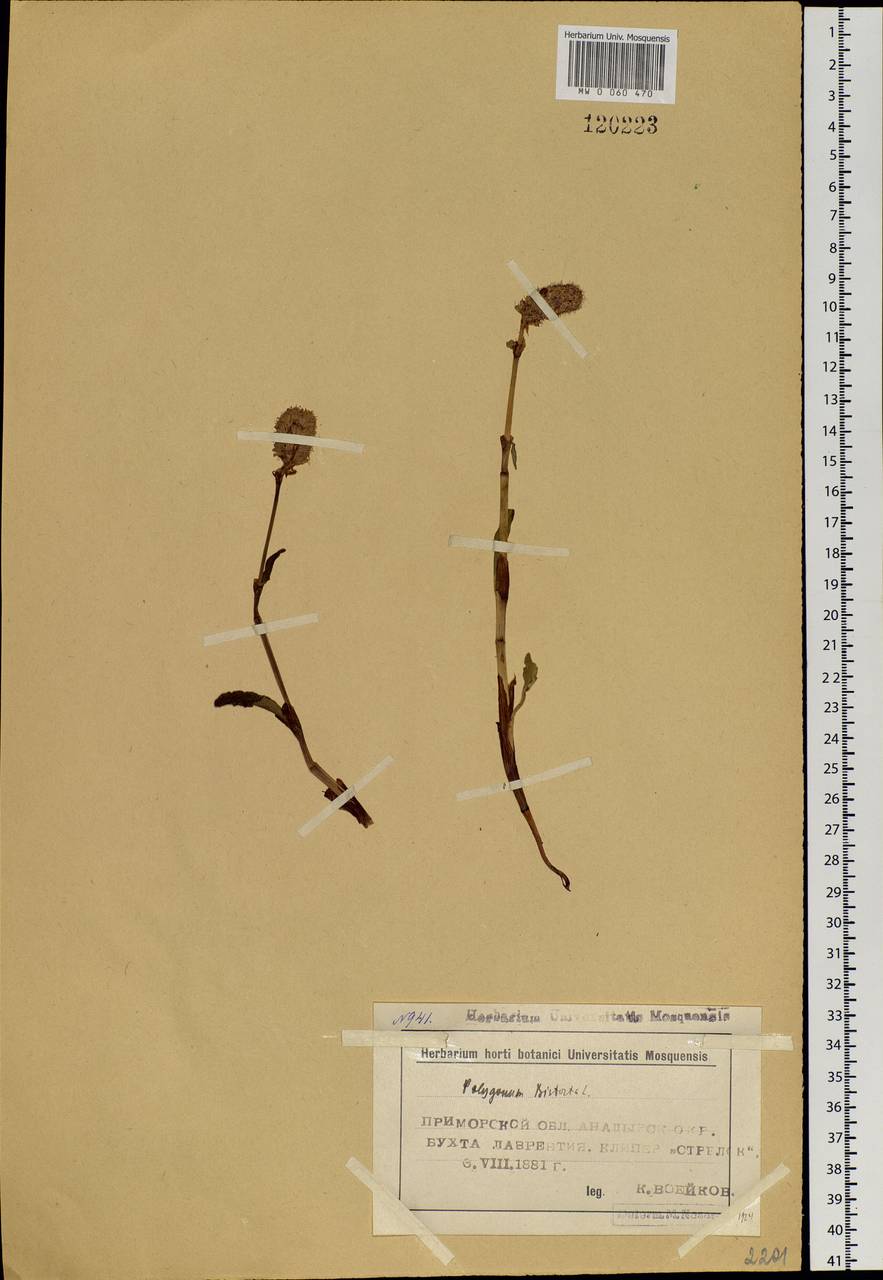 Bistorta elliptica (Willd. ex Spreng.) Kom., Siberia, Chukotka & Kamchatka (S7) (Russia)