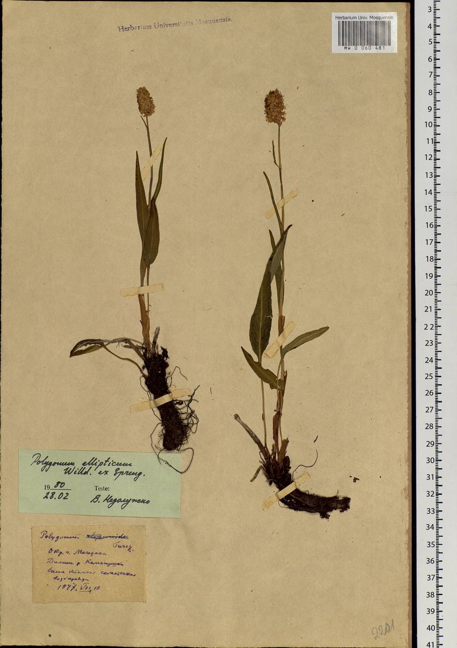Bistorta elliptica (Willd. ex Spreng.) Kom., Siberia, Chukotka & Kamchatka (S7) (Russia)