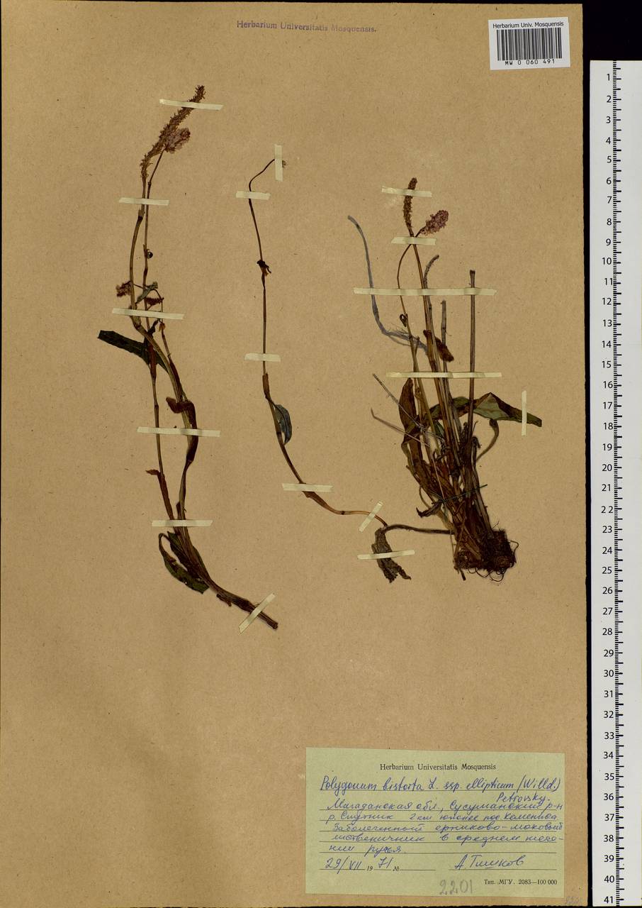 Bistorta elliptica (Willd. ex Spreng.) Kom., Siberia, Chukotka & Kamchatka (S7) (Russia)