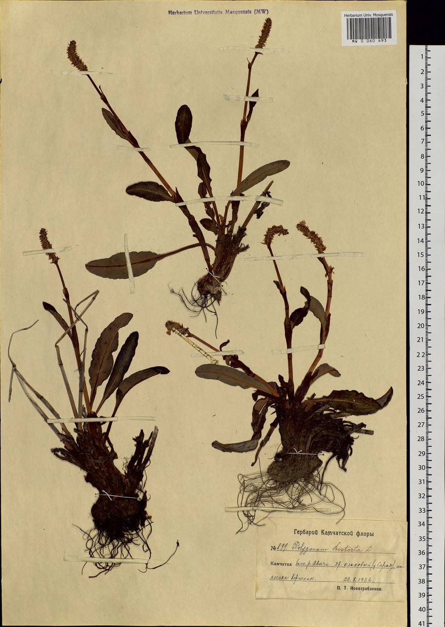Bistorta elliptica (Willd. ex Spreng.) Kom., Siberia, Chukotka & Kamchatka (S7) (Russia)