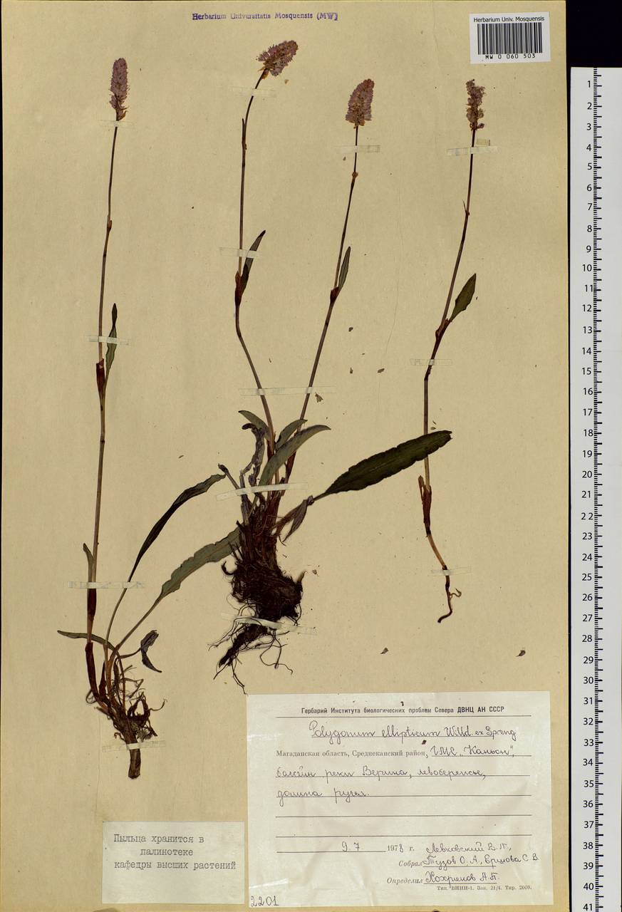 Bistorta elliptica (Willd. ex Spreng.) Kom., Siberia, Chukotka & Kamchatka (S7) (Russia)