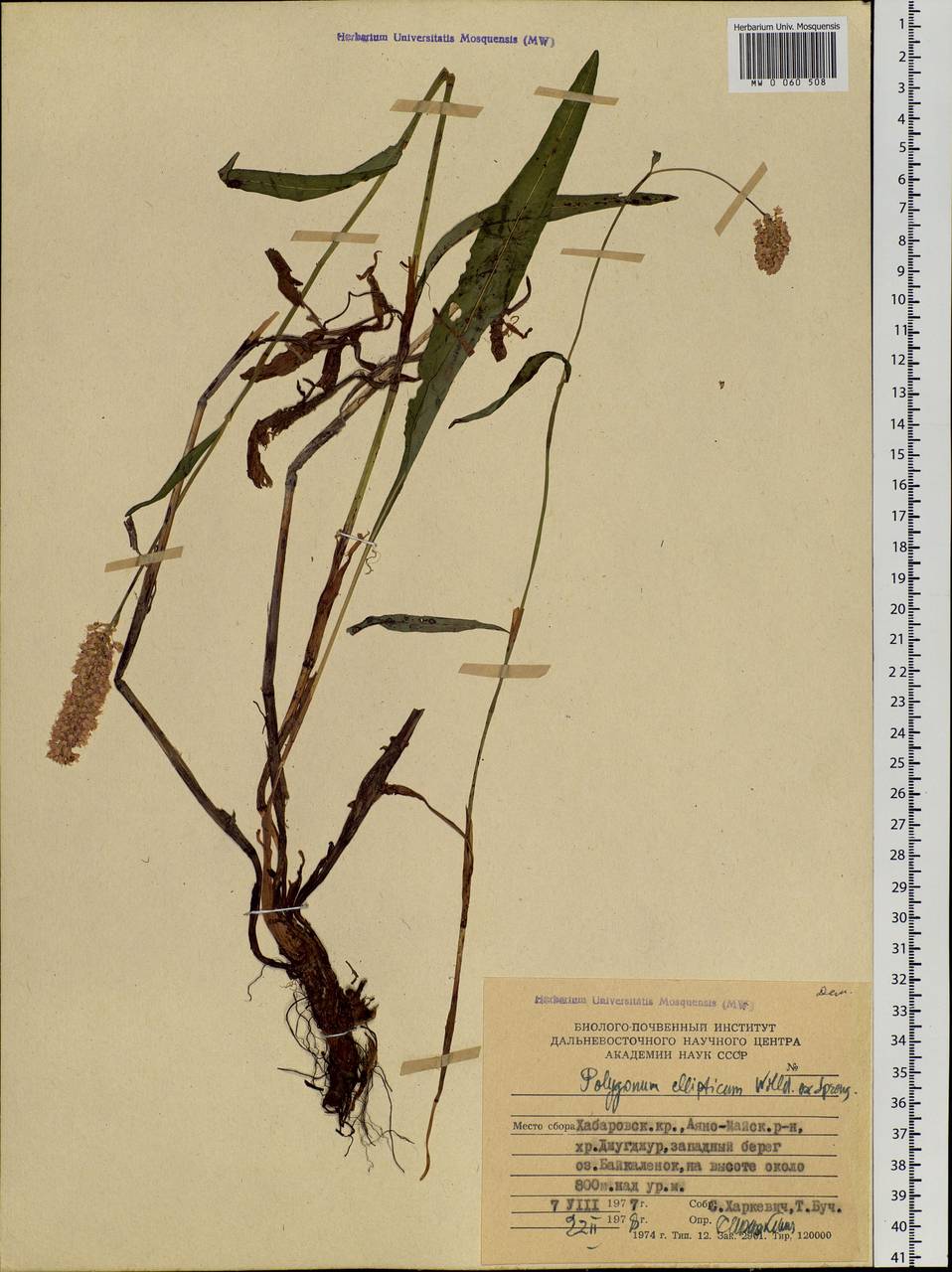 Bistorta elliptica (Willd. ex Spreng.) Kom., Siberia, Russian Far East (S6) (Russia)