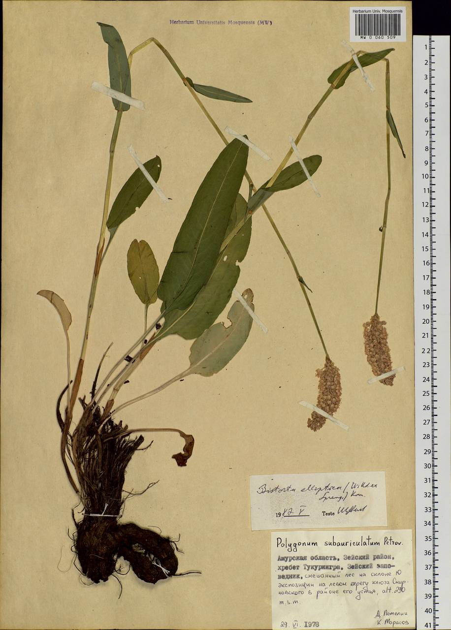 Bistorta elliptica (Willd. ex Spreng.) Kom., Siberia, Russian Far East (S6) (Russia)