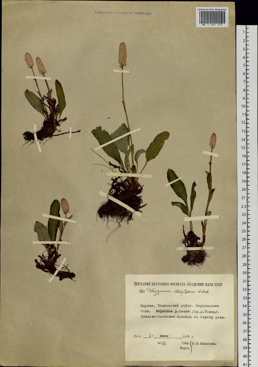 Bistorta elliptica (Willd. ex Spreng.) Kom., Siberia, Yakutia (S5) (Russia)