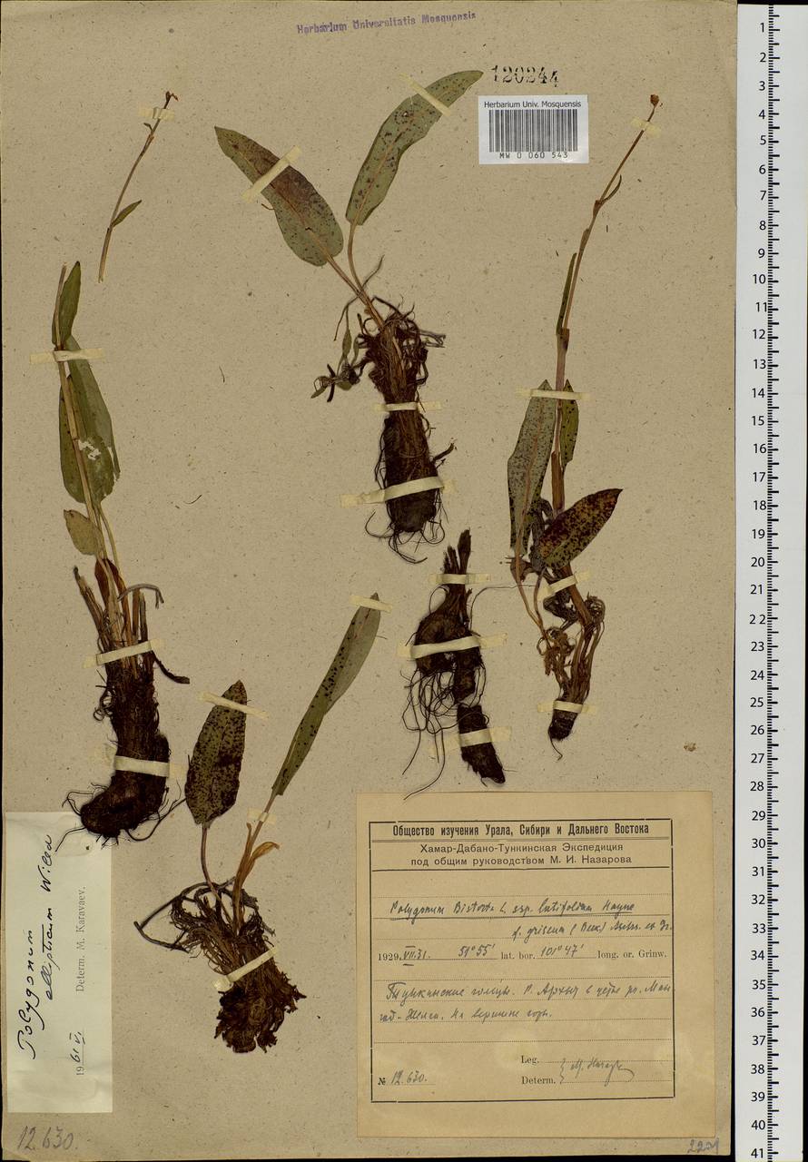 Bistorta elliptica (Willd. ex Spreng.) Kom., Siberia, Baikal & Transbaikal region (S4) (Russia)