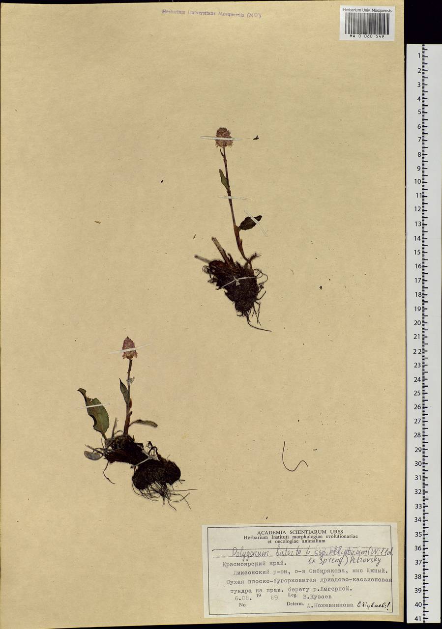 Bistorta elliptica (Willd. ex Spreng.) Kom., Siberia, Central Siberia (S3) (Russia)