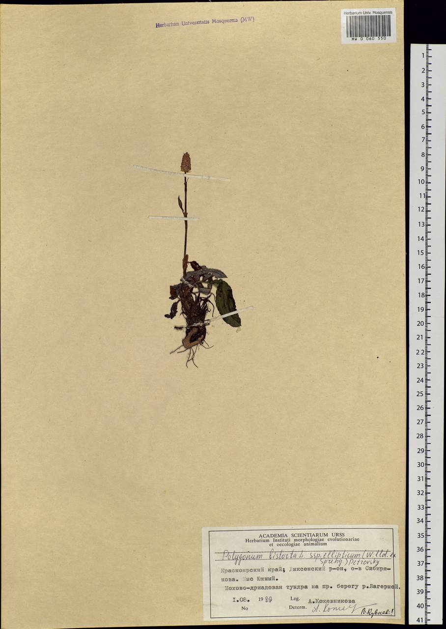 Bistorta elliptica (Willd. ex Spreng.) Kom., Siberia, Central Siberia (S3) (Russia)