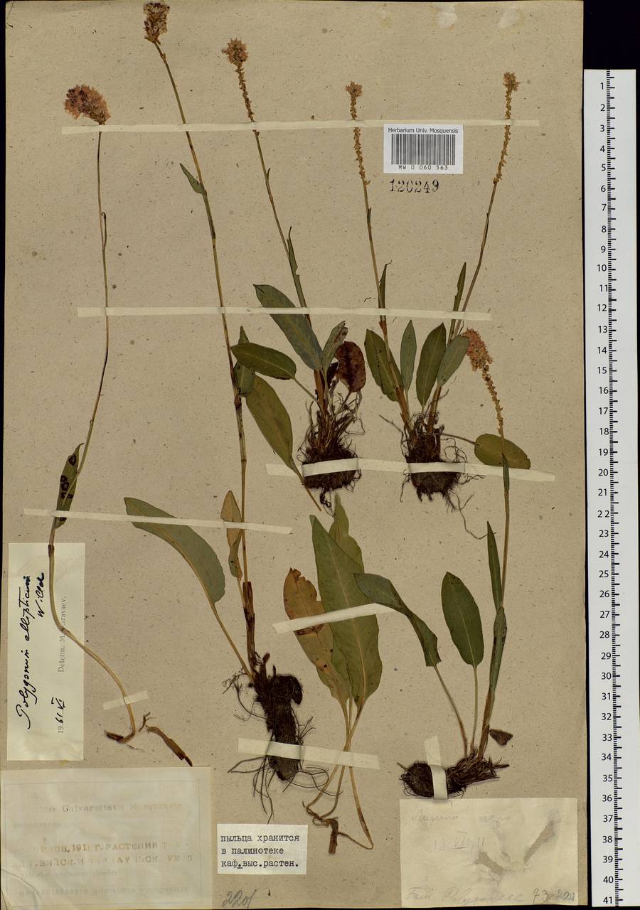 Bistorta elliptica (Willd. ex Spreng.) Kom., Siberia, Altai & Sayany Mountains (S2) (Russia)