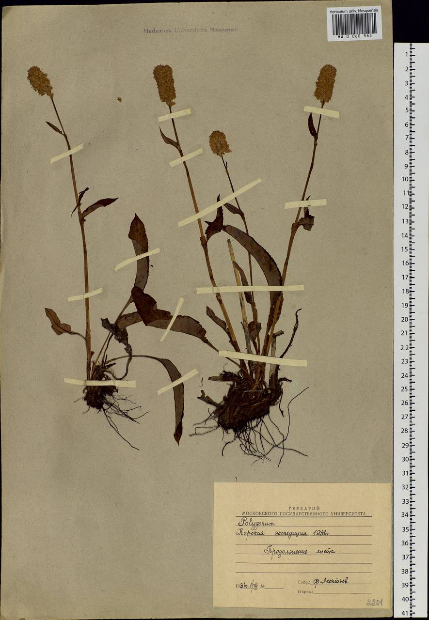 Bistorta elliptica (Willd. ex Spreng.) Kom., Siberia, Western Siberia (S1) (Russia)