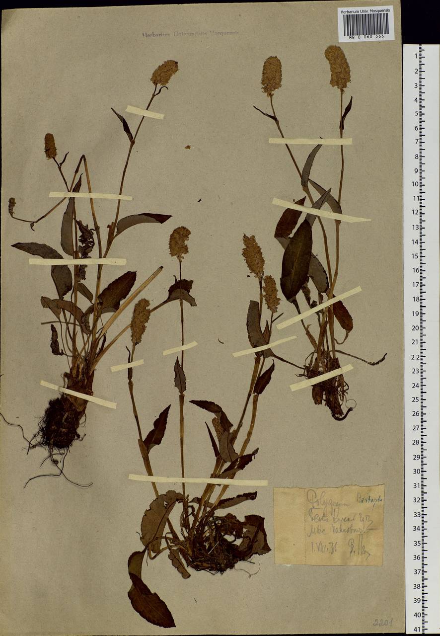 Bistorta elliptica (Willd. ex Spreng.) Kom., Siberia, Western Siberia (S1) (Russia)