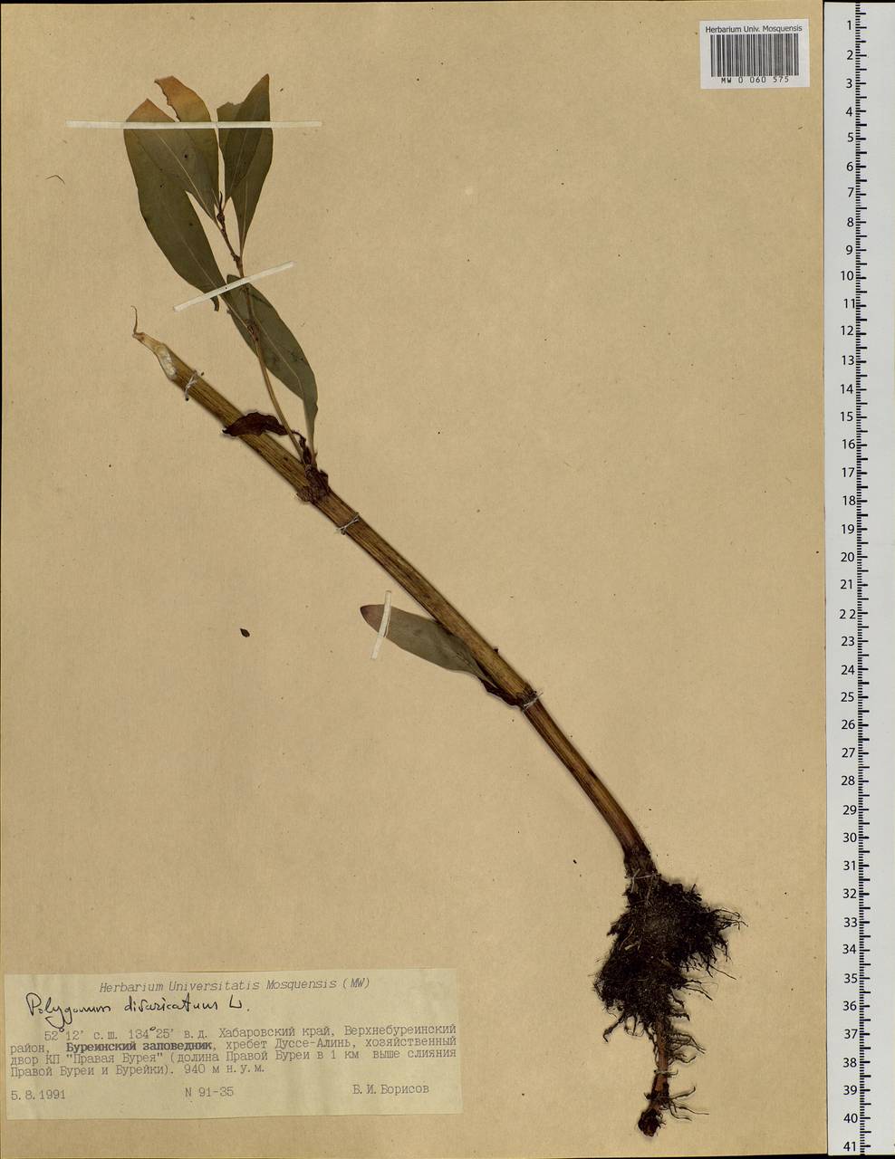 Koenigia divaricata (L.) T. M. Schust. & Reveal, Siberia, Russian Far East (S6) (Russia)