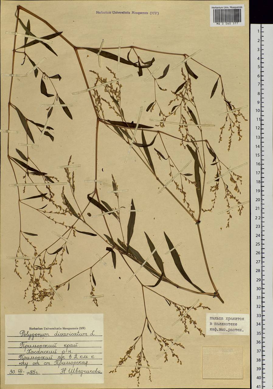 Koenigia divaricata (L.) T. M. Schust. & Reveal, Siberia, Russian Far East (S6) (Russia)
