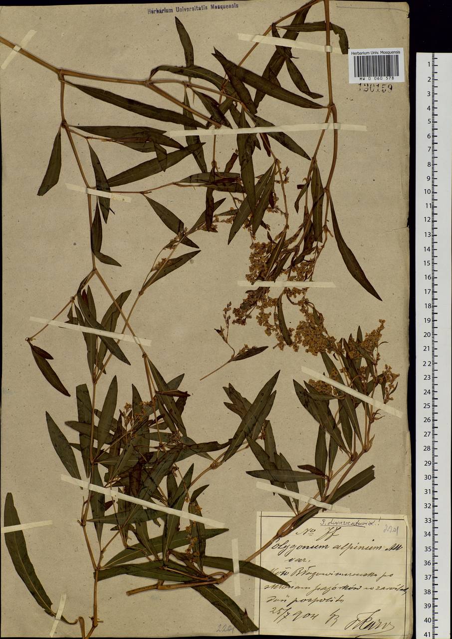 Koenigia divaricata (L.) T. M. Schust. & Reveal, Siberia, Russian Far East (S6) (Russia)