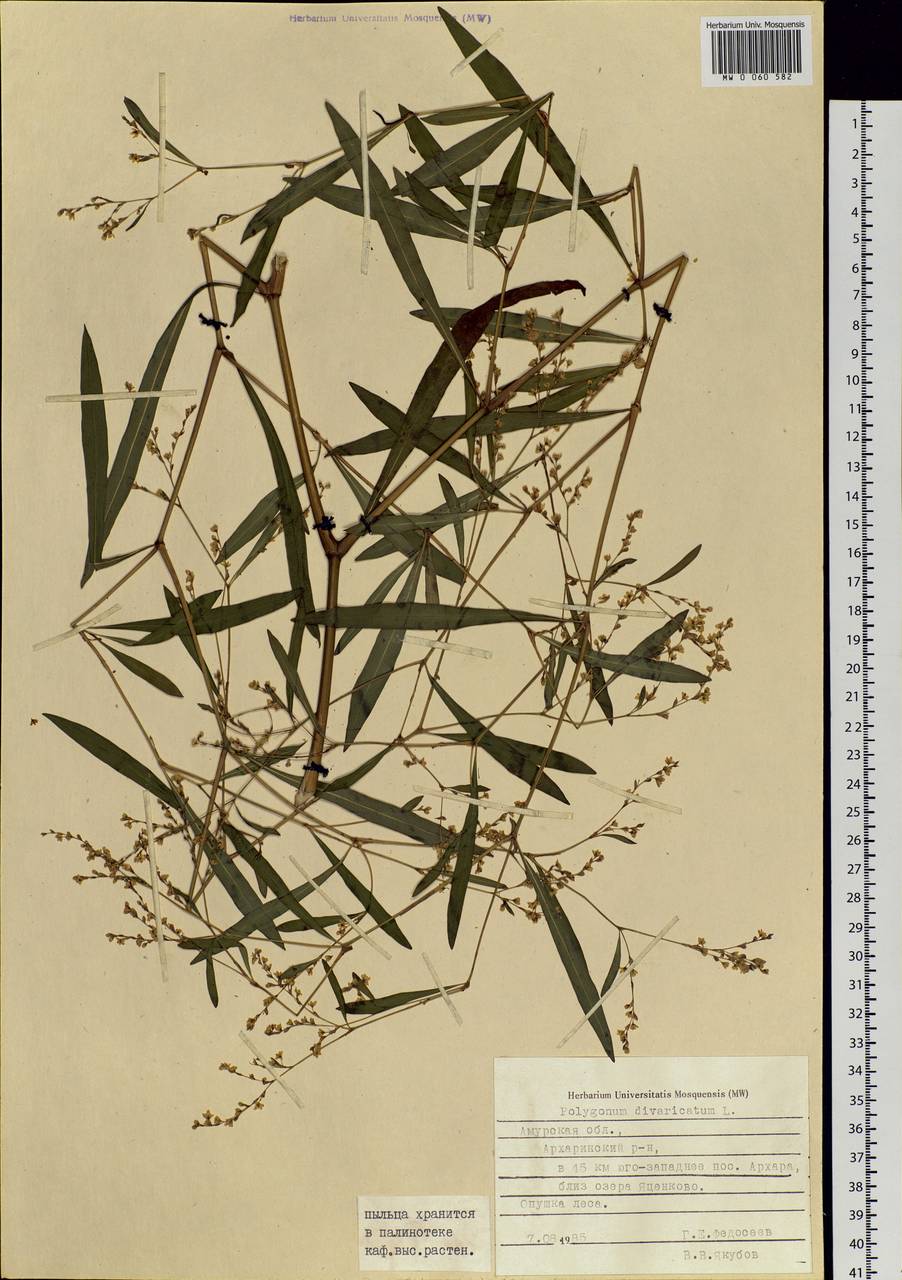 Koenigia divaricata (L.) T. M. Schust. & Reveal, Siberia, Russian Far East (S6) (Russia)