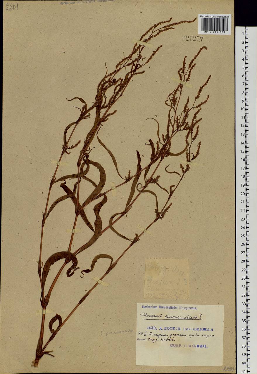 Koenigia divaricata (L.) T. M. Schust. & Reveal, Siberia, Baikal & Transbaikal region (S4) (Russia)