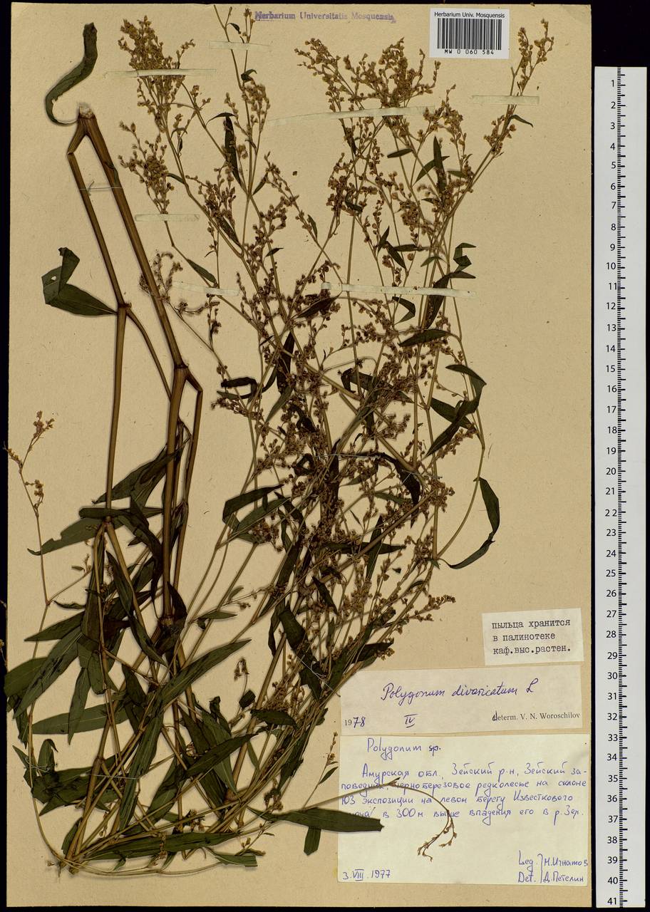 Koenigia divaricata (L.) T. M. Schust. & Reveal, Siberia, Russian Far East (S6) (Russia)