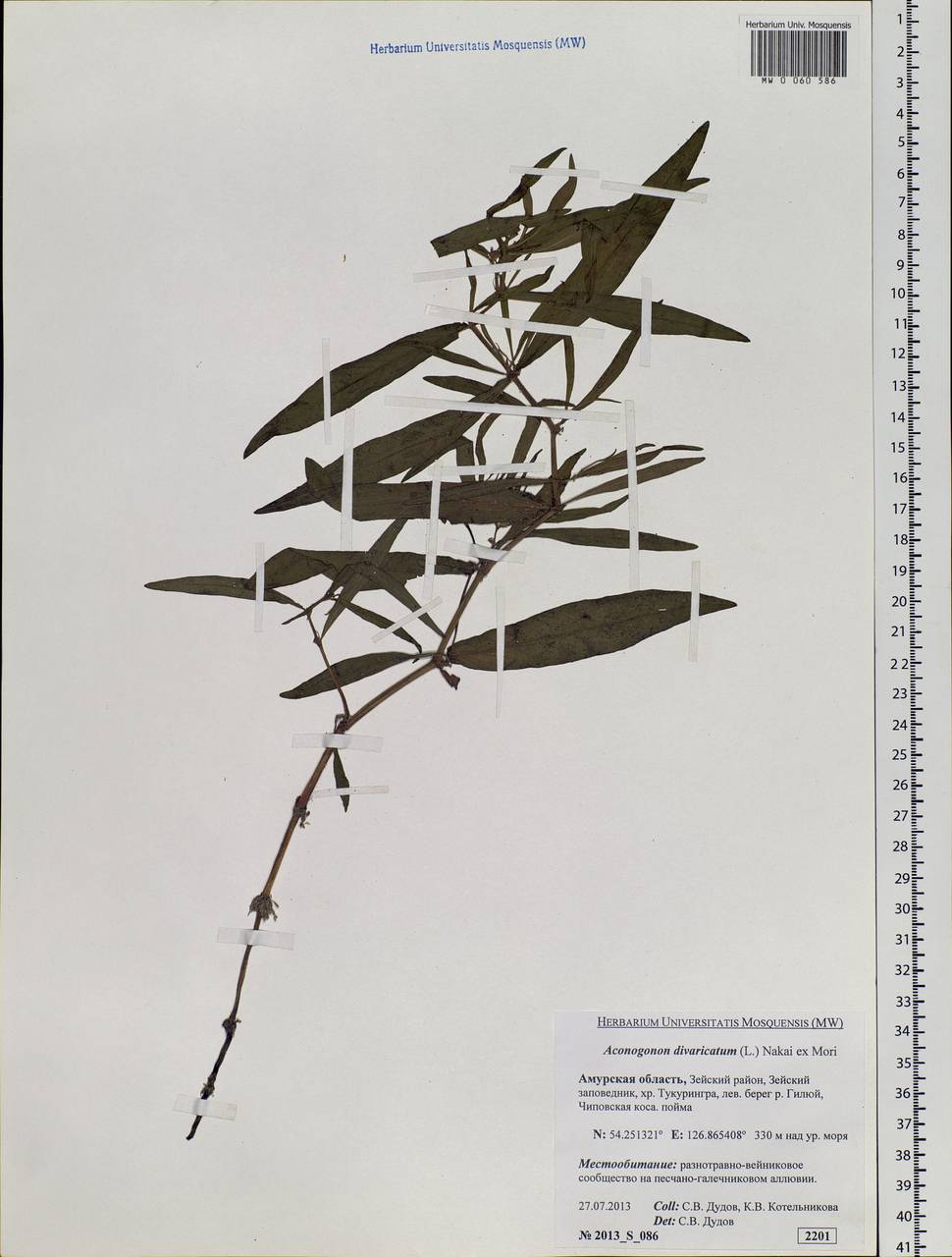 Koenigia divaricata (L.) T. M. Schust. & Reveal, Siberia, Russian Far East (S6) (Russia)