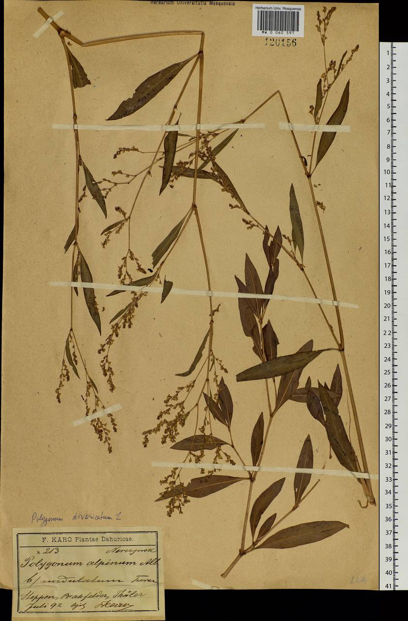 Koenigia divaricata (L.) T. M. Schust. & Reveal, Siberia, Baikal & Transbaikal region (S4) (Russia)