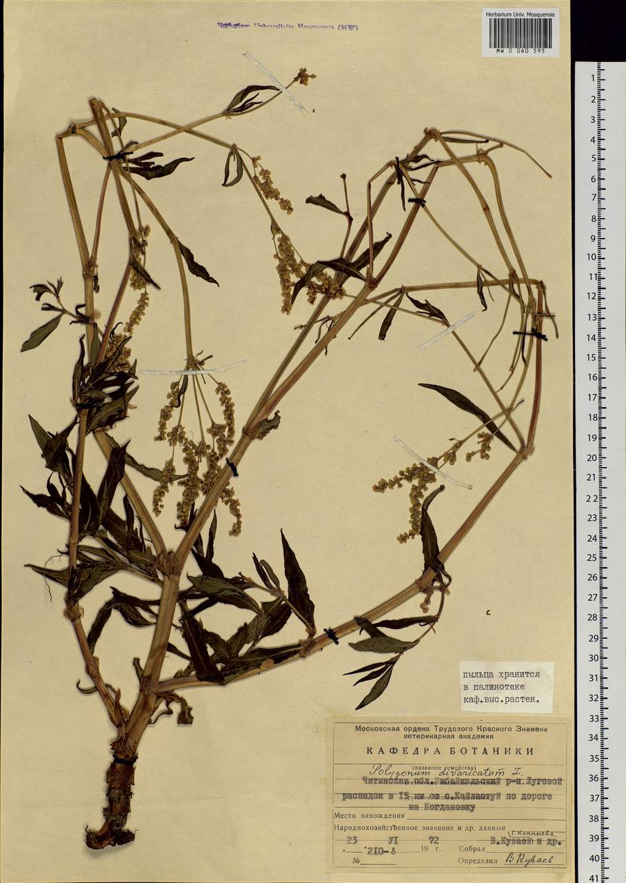 Koenigia divaricata (L.) T. M. Schust. & Reveal, Siberia, Baikal & Transbaikal region (S4) (Russia)