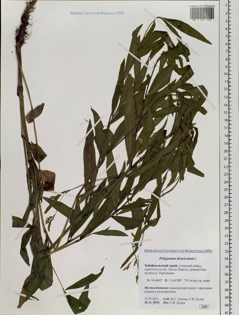 Koenigia divaricata (L.) T. M. Schust. & Reveal, Siberia, Baikal & Transbaikal region (S4) (Russia)