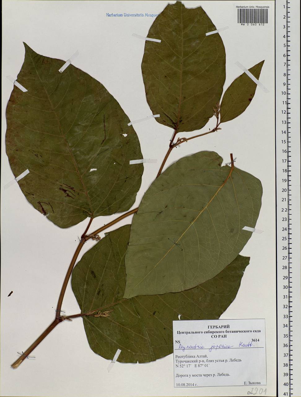 Reynoutria japonica Houtt., Siberia, Altai & Sayany Mountains (S2) (Russia)